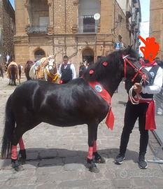 Vendita di Pony