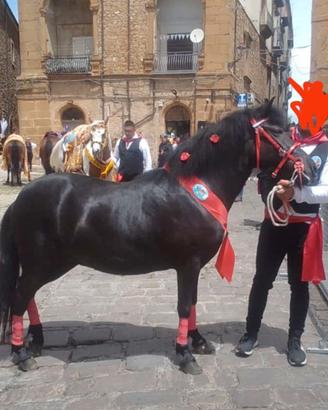 Vendita di Pony