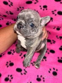 Cuccioli esotico di bulldog francese