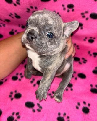 Cuccioli esotico di bulldog francese