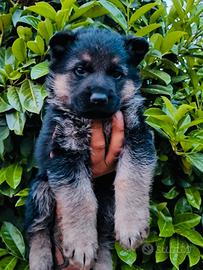 Cuccioli di pastore tedesco