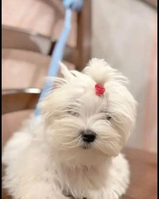 Maltesina coreana Toy meravigliosa ?