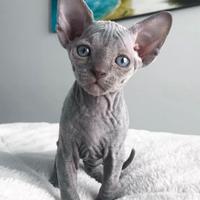 Cuccioli di gatto nudo sphynx pedigree