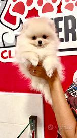 POMERANIA "mini" FEMMINA TOTAL WHITE