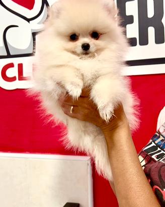 POMERANIA "mini" FEMMINA TOTAL WHITE