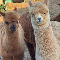 Alpaca per agriturismi e fattorie