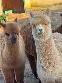 Alpaca per agriturismi e fattorie