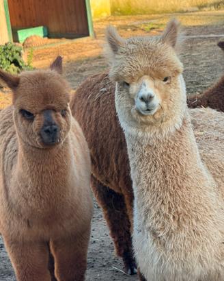 Alpaca per agriturismi e fattorie