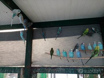 Pappagalli vari