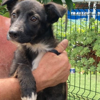 Cuccioli incrocio Border Collie