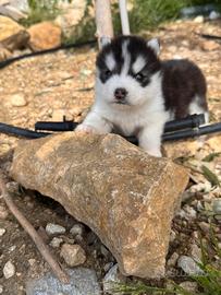 Siberian Husky