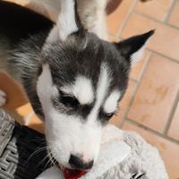 Ultima meravigliosa cucciola di Husky