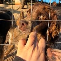 Bretoncino pieno di sprint