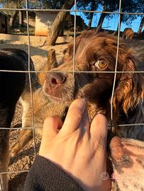 Bretoncino pieno di sprint