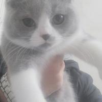 Cucciola di british shorthair bicolore