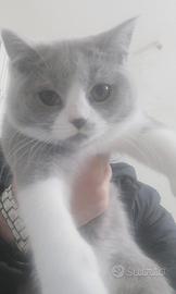 Cucciola di british shorthair bicolore