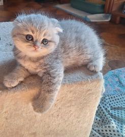 Scottish Fold e Straight