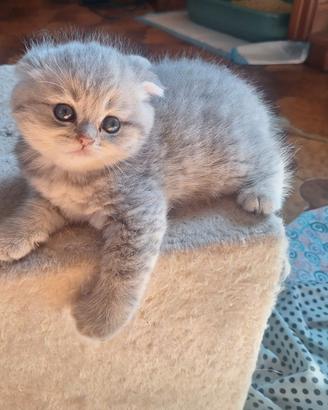 Scottish Fold e Straight