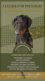 Dobermann