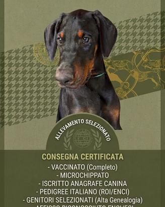 Dobermann
