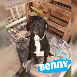 Benny: dolce, intelligente e giocherellone 
