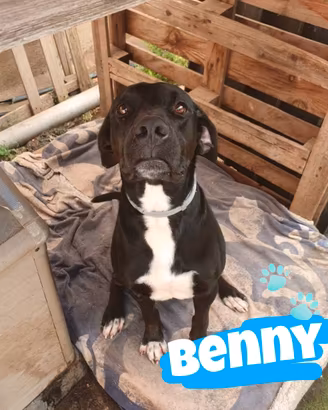 Benny: dolce, intelligente e giocherellone 