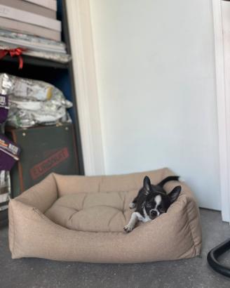 Cucciolo chihuahua bianco nero mini