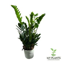 Zamioculcas