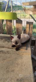 Gatti Siamesi thai