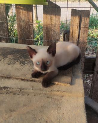 Gatti Siamesi thai