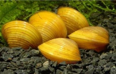 Vongole d'acqua dolce