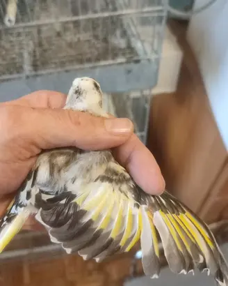 Cardellino maschio pezzato