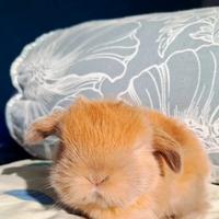 Cuccioli minilop arieti nani