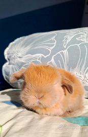 Cuccioli minilop arieti nani