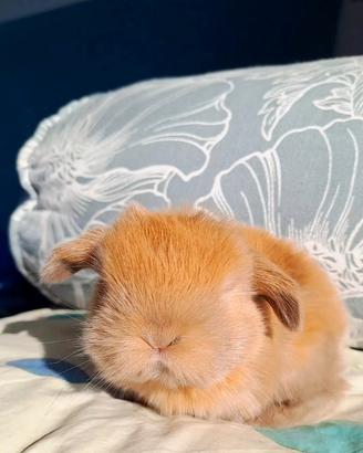 Cuccioli minilop arieti nani