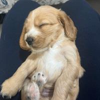 Cuccioli di cocker spaniel disponibili