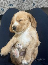 Cuccioli di cocker spaniel disponibili