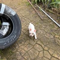 Bulldog francese maschio cucciolo