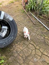 Bulldog francese maschio cucciolo
