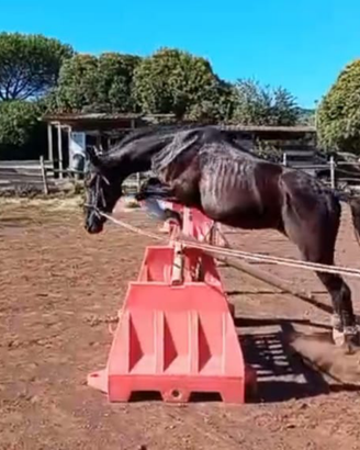 Cavallo