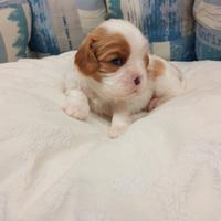 Cucciolo di cavalier king charles spaniel