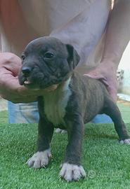 Cuccioli di pitbull