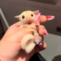 Petauri dello Zucchero