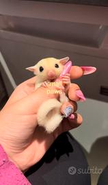 Petauri dello Zucchero