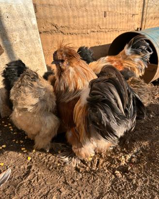 Galline moroseta