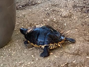 Tartarughe d acqua di varie dimensioni