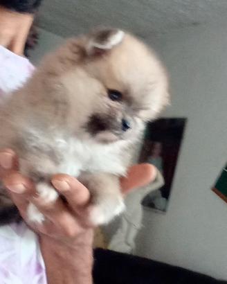 Spitz Pomerania femminuccia