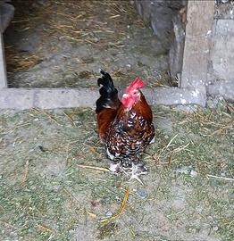 Galli Sabelpoot (Nana Calzata)