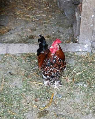 Galli Sabelpoot (Nana Calzata)