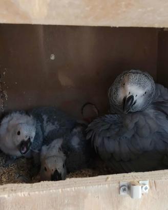 Piccoli di cenerino